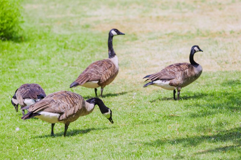 Canadian Geese Control