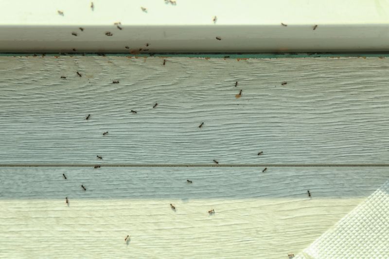 Ant Control Service in Katy, TX