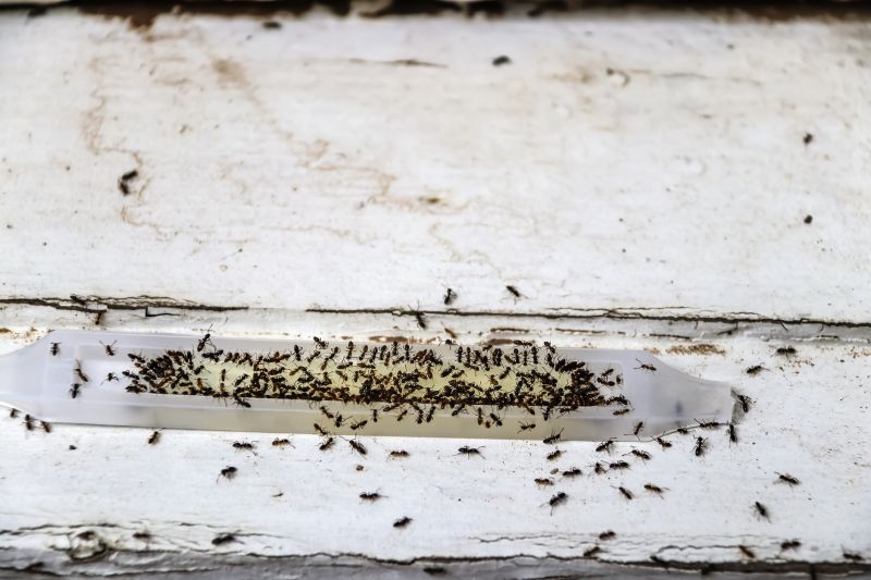 Ant Control Service in Frisco, TX