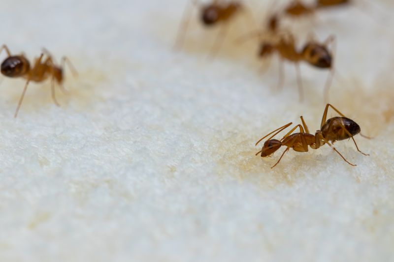 Ants Extermination Service in Fort Worth, TX