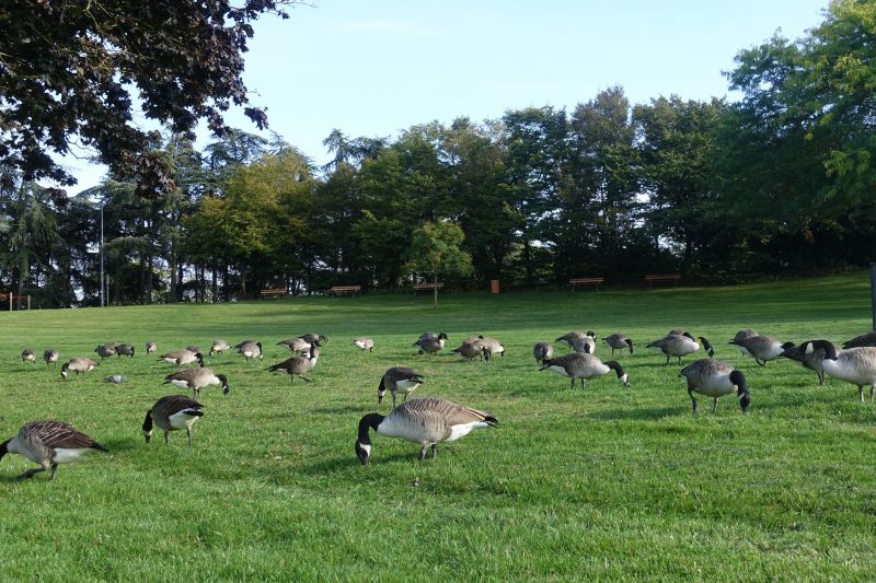 Canadian Geese Control