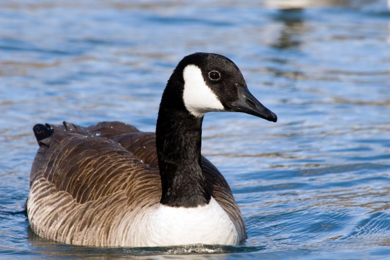 Canadian Geese Control