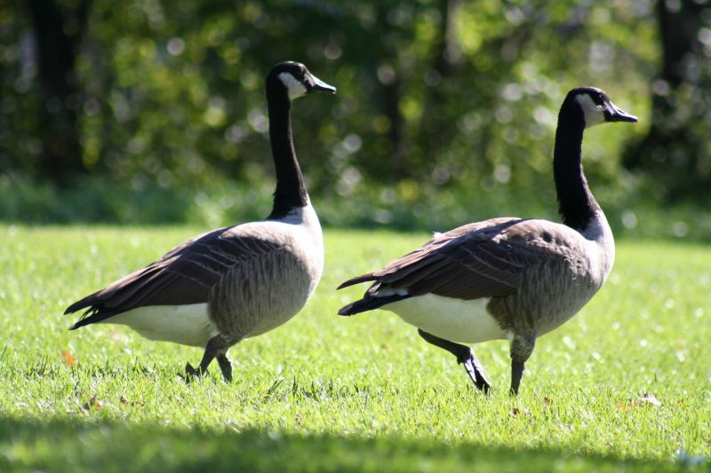 Canadian Geese Control
