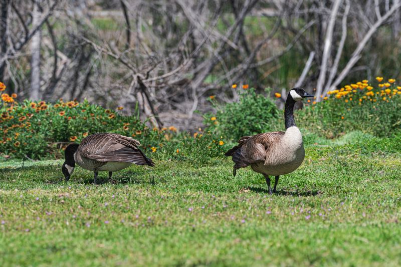 Canadian Geese Control