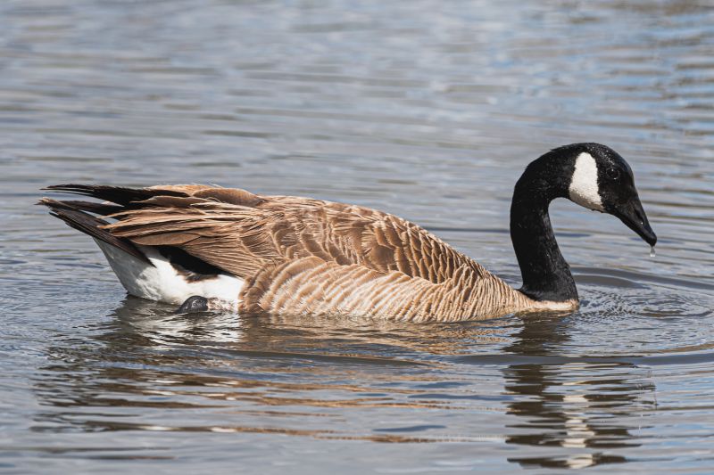 Canadian Geese Control