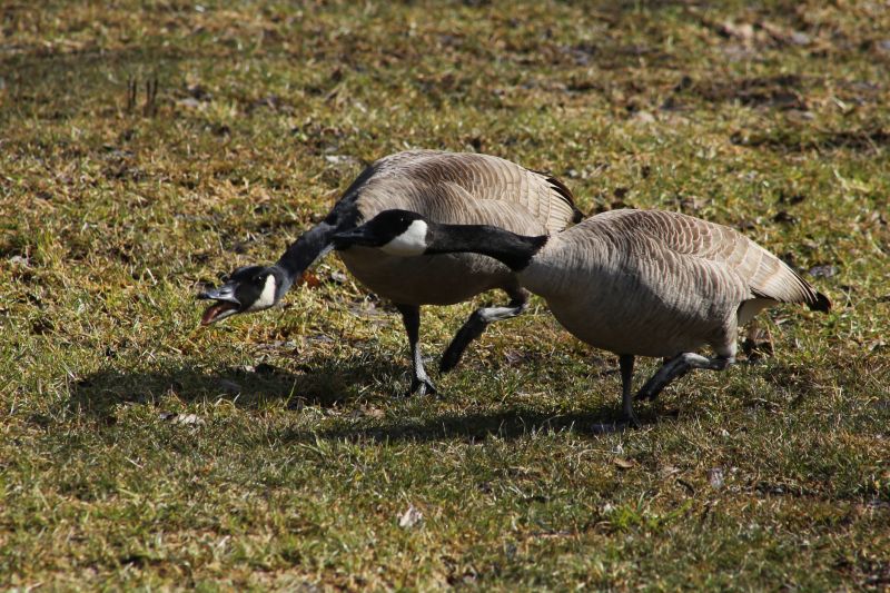 Canadian Geese Control