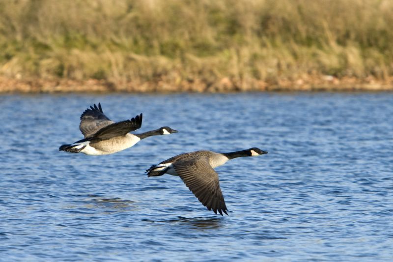 Waterfront Property with Geese