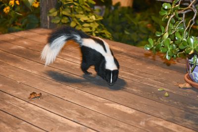 Skunk Digs