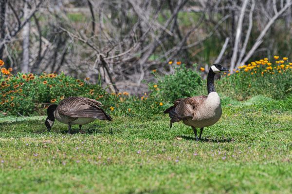 Goose Control - Goose Control Nassau County, New York